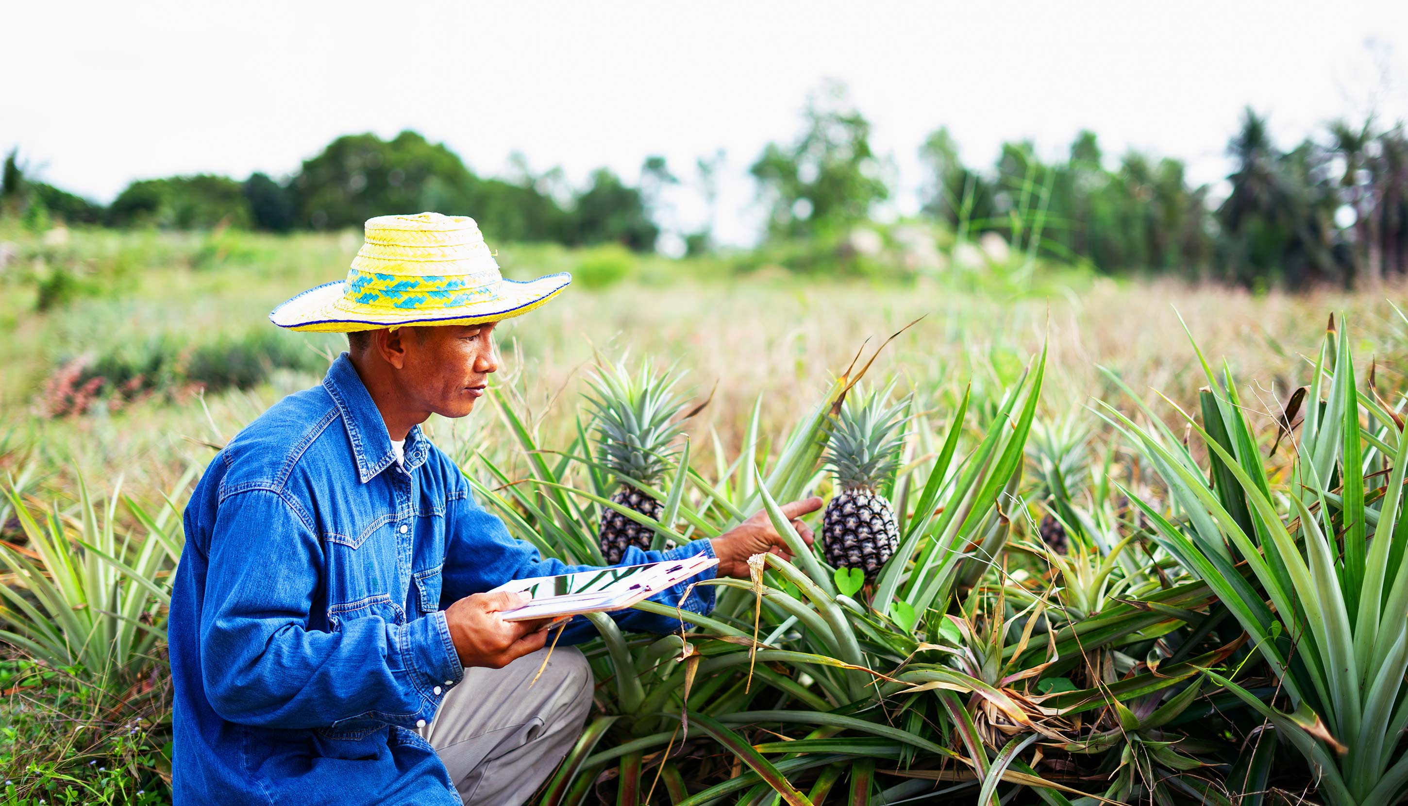 A farmer sitting in a pineapple field