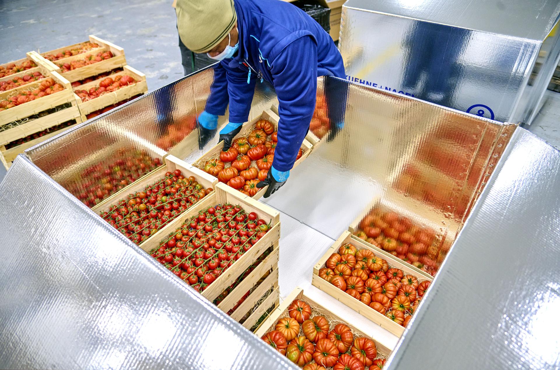 A Kuehne+Nagel employee methodically packs crates of fresh tomatoes.